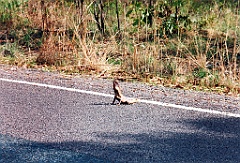 2000 - Australie 258T